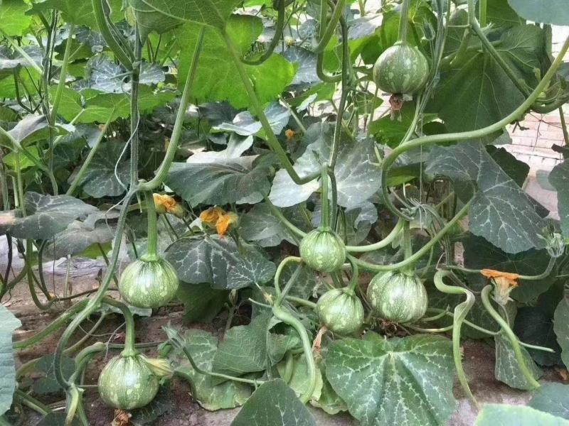 嫩南瓜种子绿色白花皮南瓜种子早熟耐寒高圆球形菜南瓜种籽