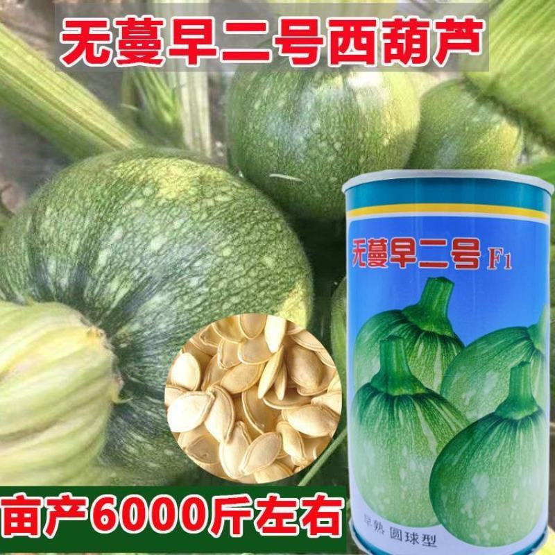 嫩南瓜种子绿色白花皮南瓜种子早熟耐寒高圆球形菜南瓜种籽