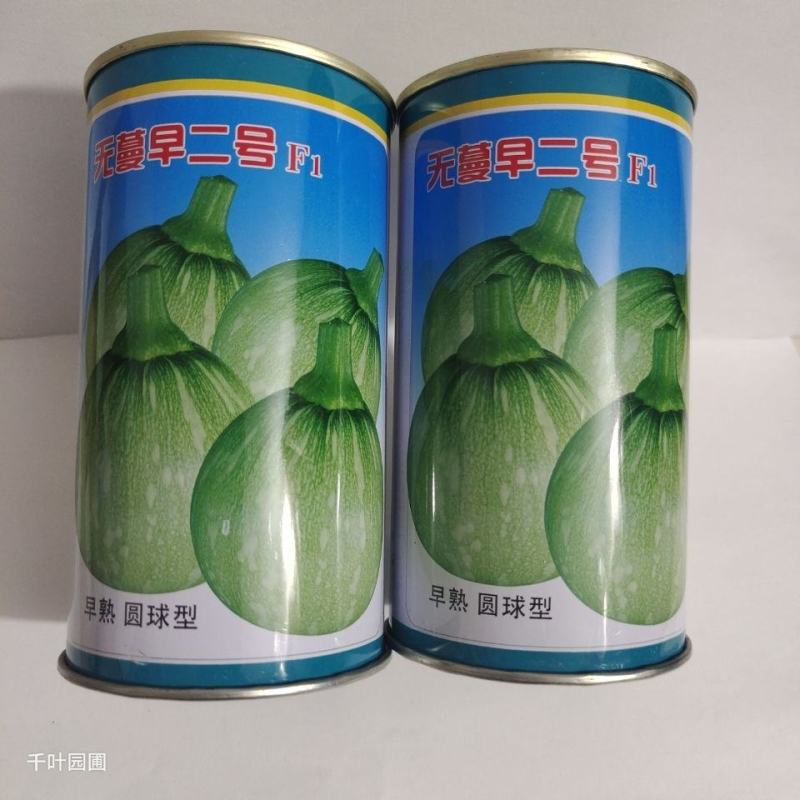 嫩南瓜种子绿色白花皮南瓜种子早熟耐寒高圆球形菜南瓜种籽