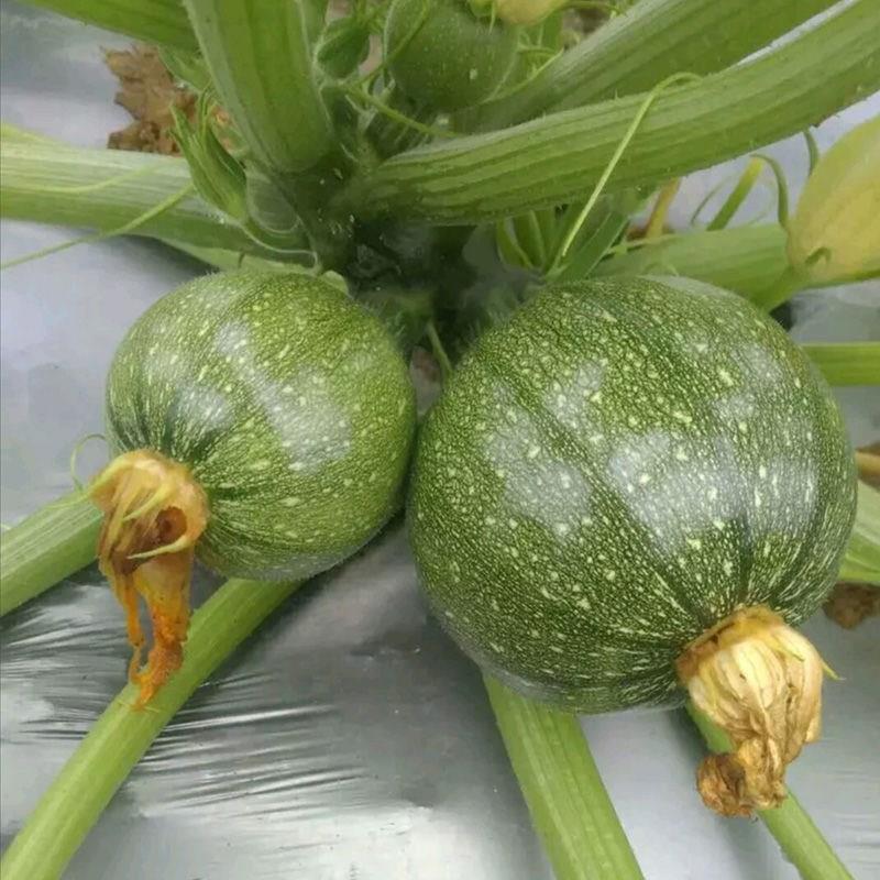 嫩南瓜种子绿色白花皮南瓜种子早熟耐寒高圆球形菜南瓜种籽