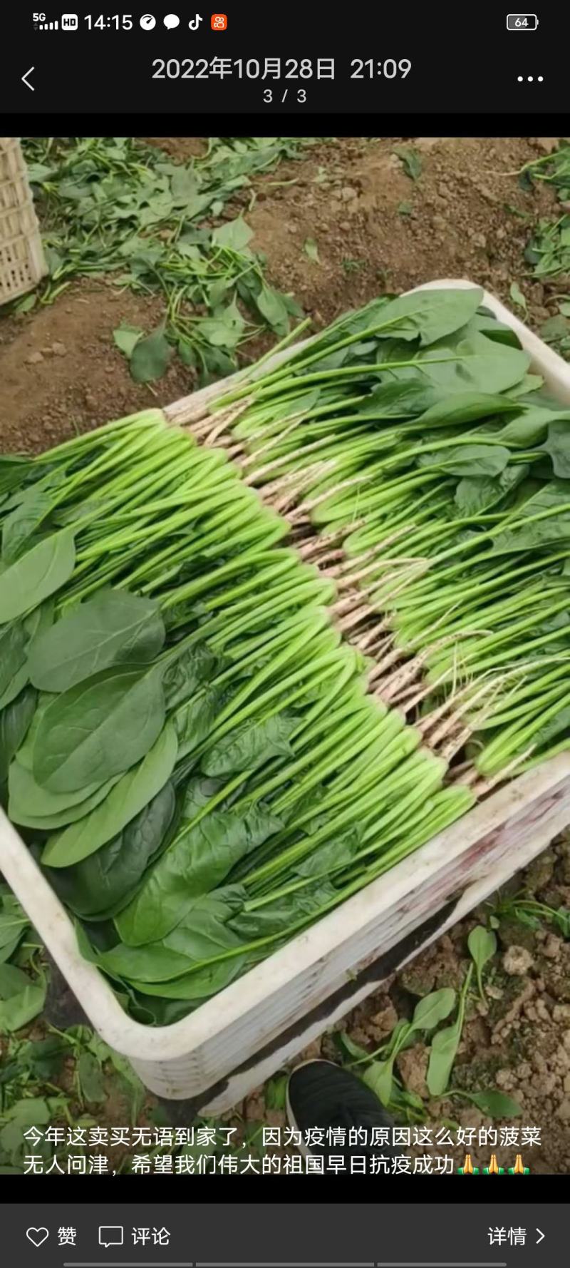 捆把菠菜散菠菜需要的老板联系