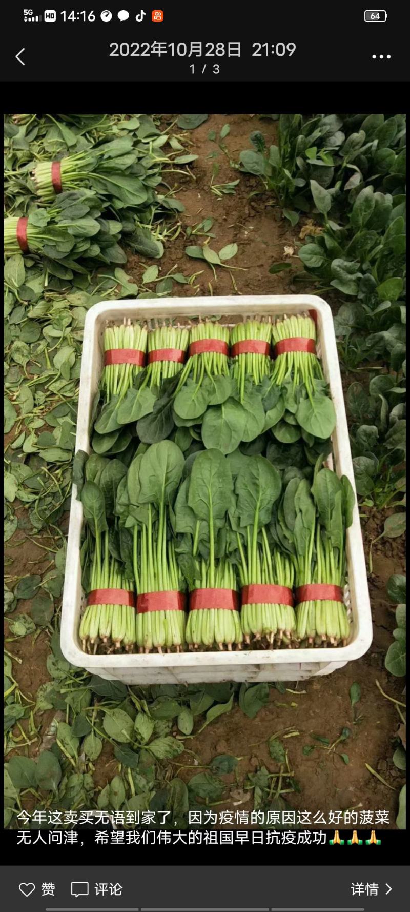 捆把菠菜散菠菜需要的老板联系