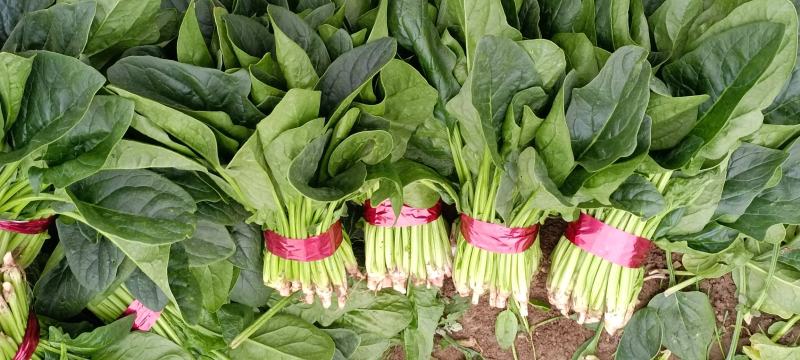 捆把菠菜散菠菜需要的老板联系