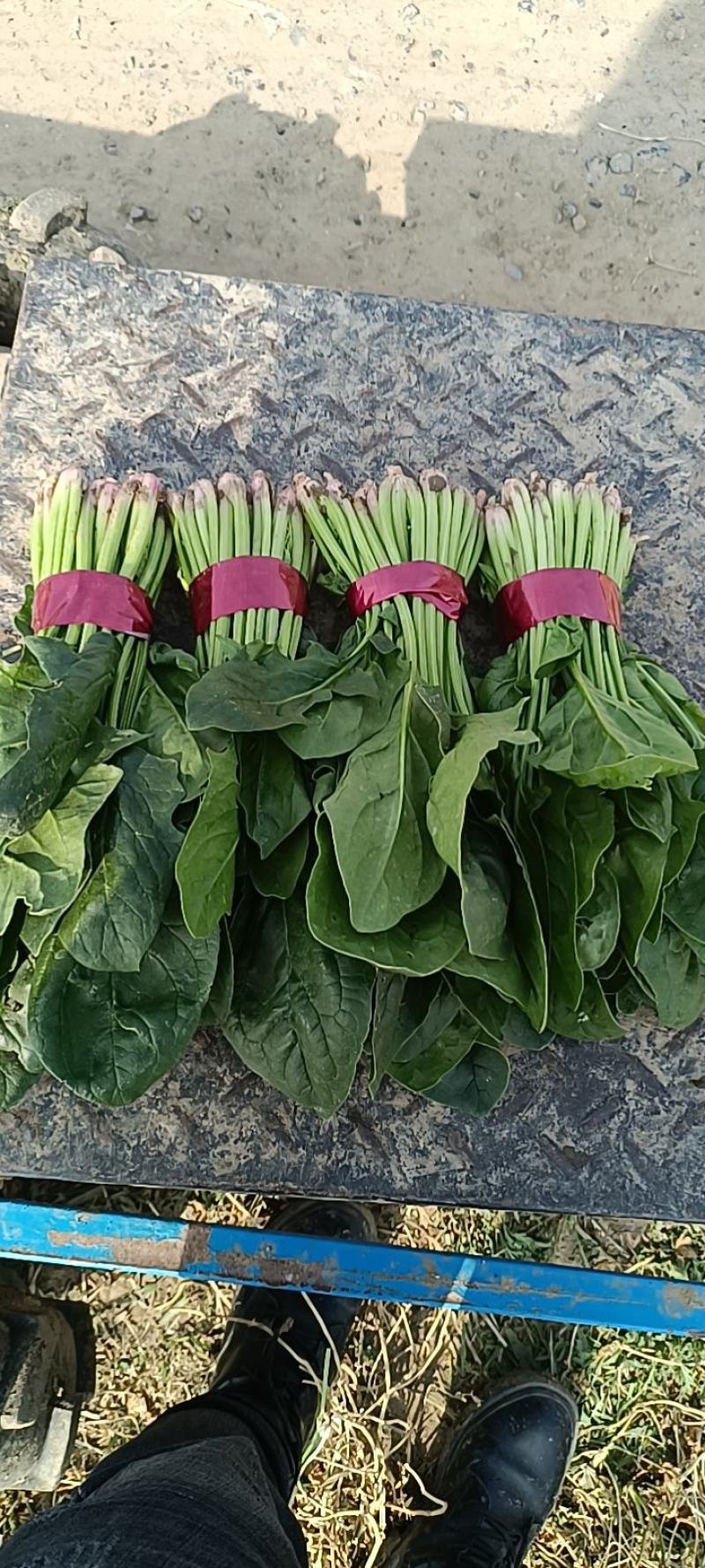 捆把菠菜散菠菜需要的老板联系
