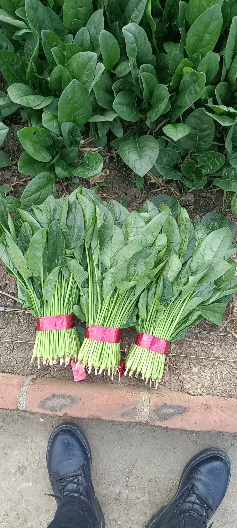 捆把菠菜散菠菜需要的老板联系