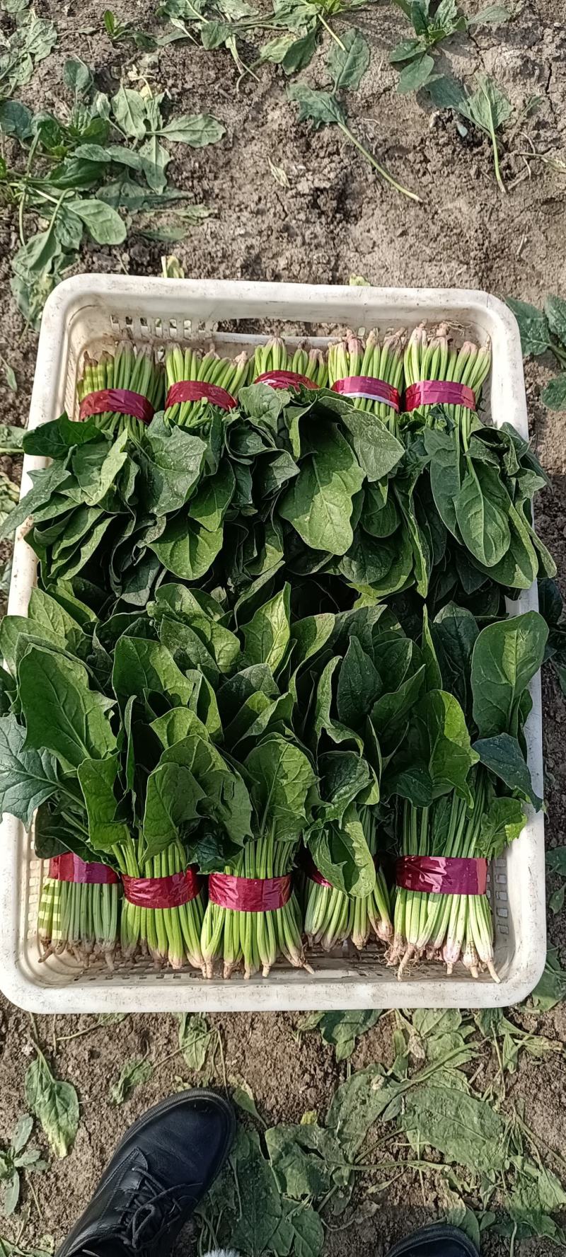 捆把菠菜散菠菜需要的老板联系