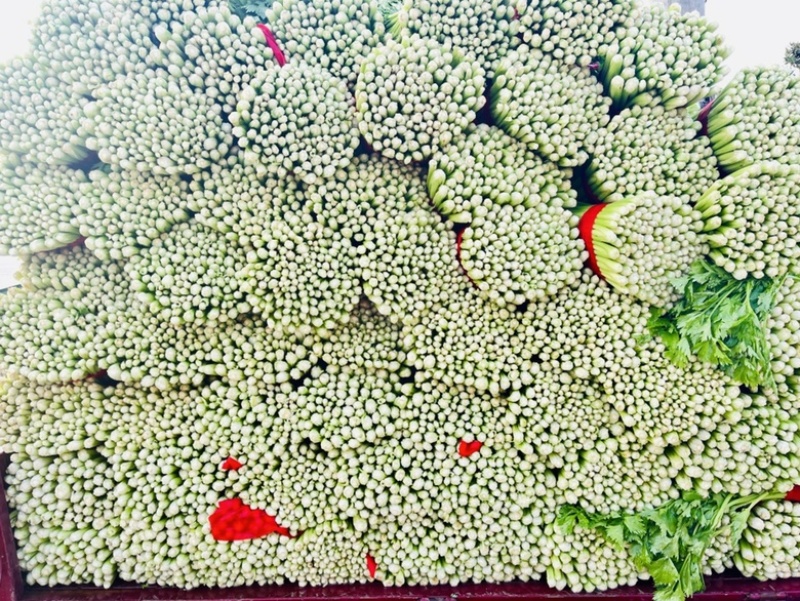 徐州西芹菜，60cm小西芹白根脆嫩！大量供应中