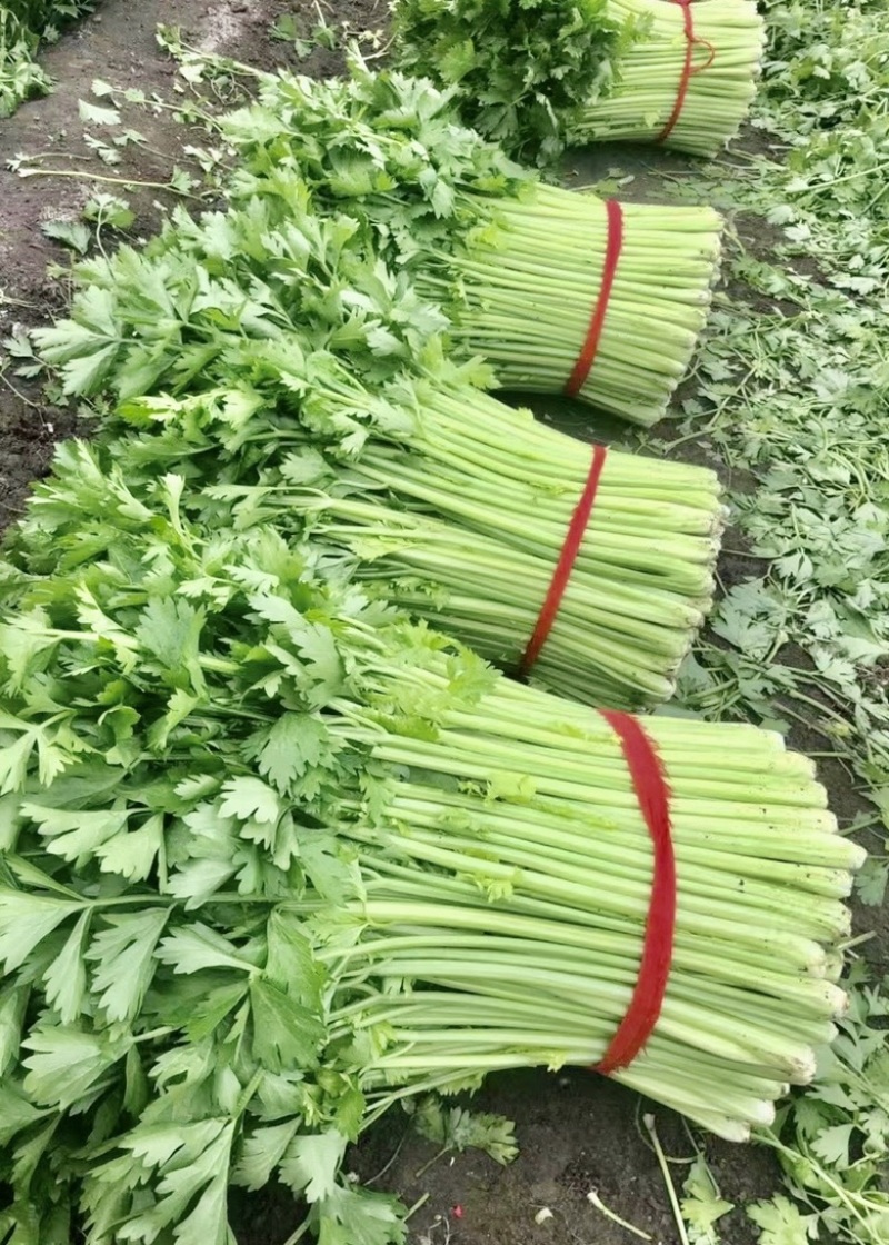 徐州西芹菜，60cm小西芹白根脆嫩！大量供应中