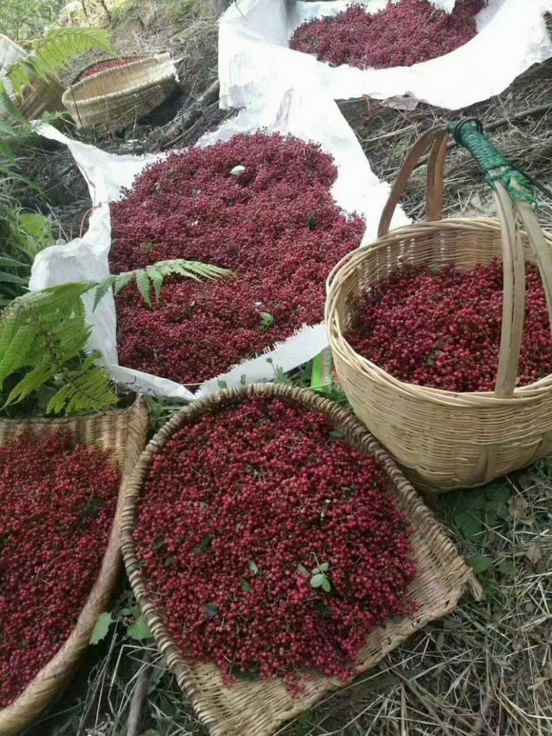 平顺大红袍精品花椒一件代发微商电商供应价格实惠