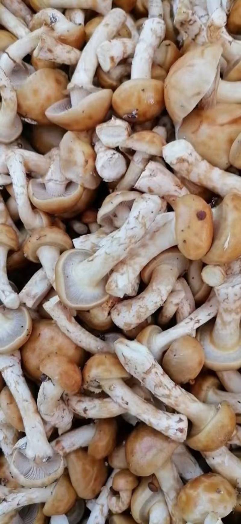 各种菌类价格不高欢迎来询问