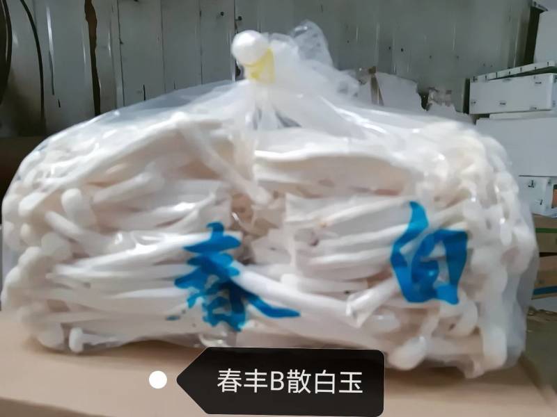 各种菌类价格不高欢迎来询问