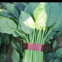 捆把菠菜散菠菜需要的老板联系