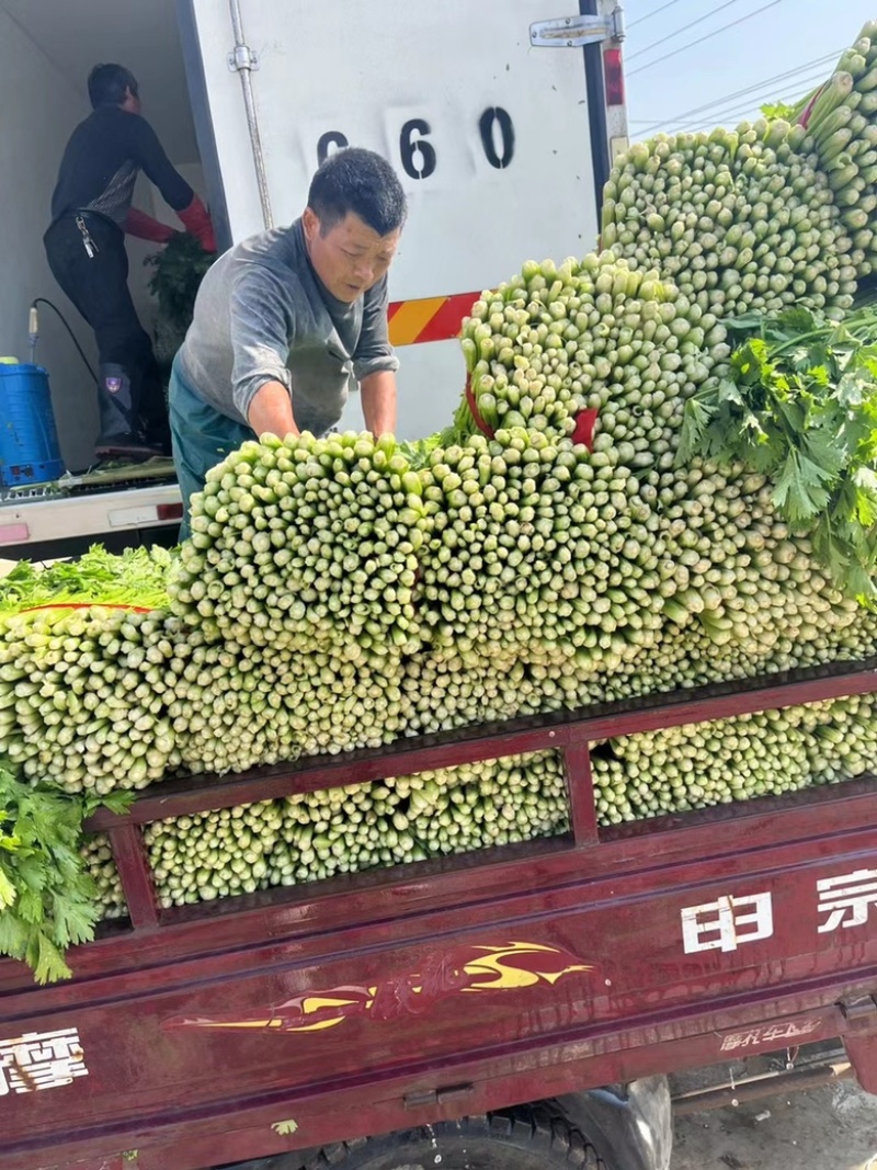 徐州西芹菜，60cm小西芹白根脆嫩！大量供应中
