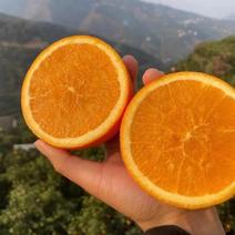 [脐橙]甜橙湖北橙子柑橘多汁多肉欢迎来电采购