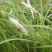 白茅草种子白毛草种籽易活春季花海观赏植物野生白色白茅根种