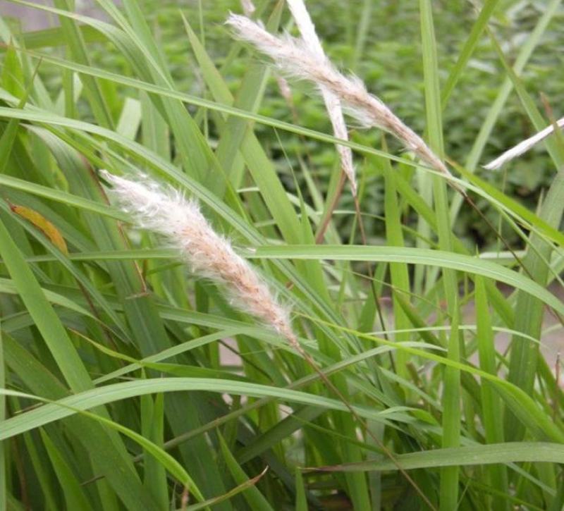 白茅草种子白毛草种籽易活春季花海观赏植物野生白色白茅根种