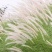 白茅草种子白毛草种籽易活春季花海观赏植物野生白色白茅根种