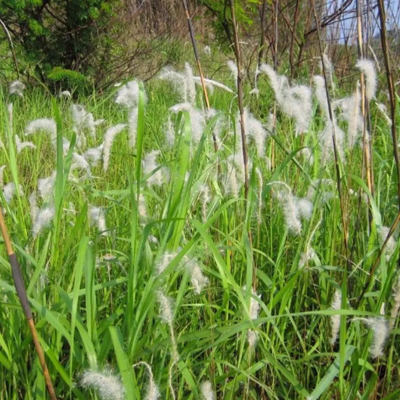 白茅草种子白毛草种籽易活春季花海观赏植物野生白色白茅根种