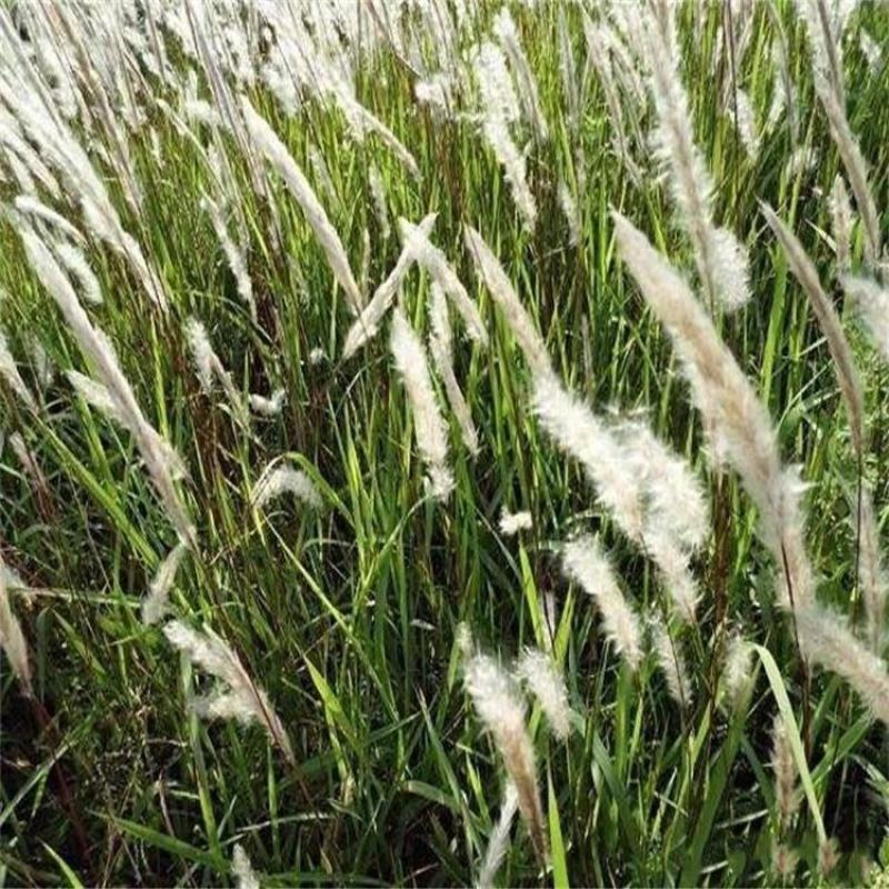 白茅草种子白毛草种籽易活春季花海观赏植物野生白色白茅根种