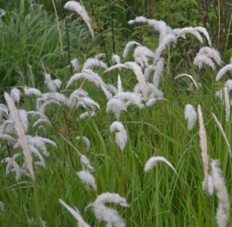 白茅草种子白毛草种籽易活春季花海观赏植物野生白色白茅根种