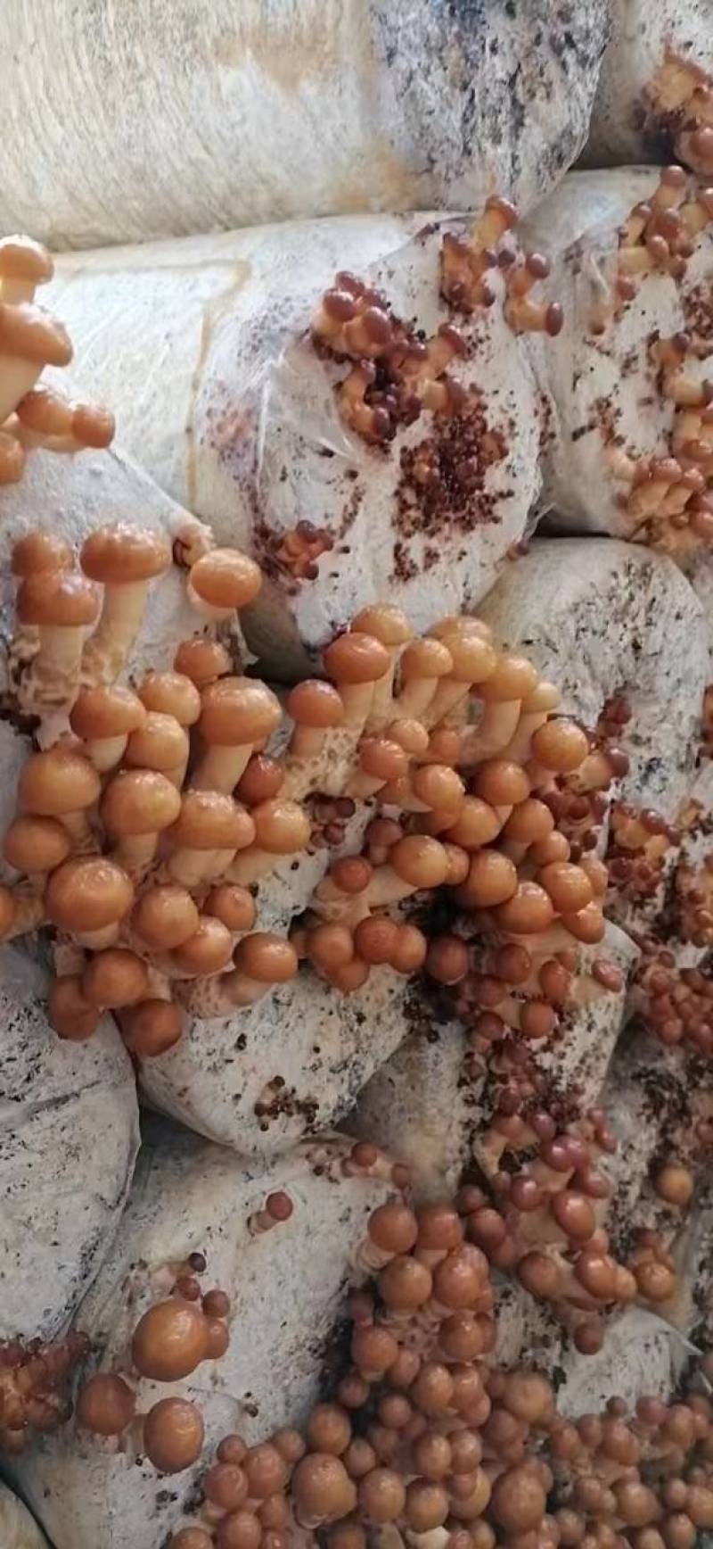大量干滑子菇剪跟干净便宜