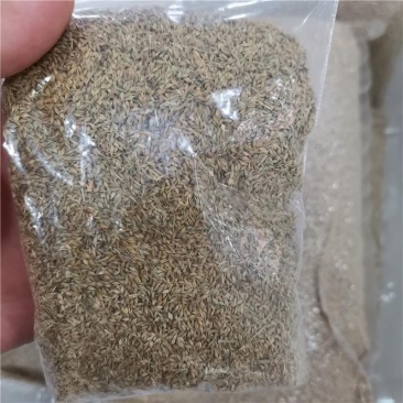 青绿苔草种子林木种籽国产散装四季多年生景观绿化工程观叶种
