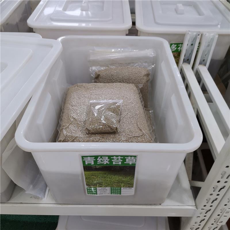 青绿苔草种子林木种籽国产散装四季多年生景观绿化工程观叶种