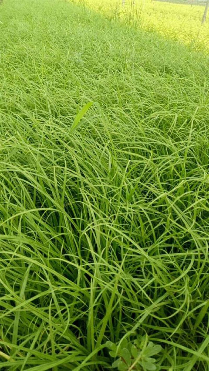 青绿苔草种子林木种籽国产散装四季多年生景观绿化工程观叶种