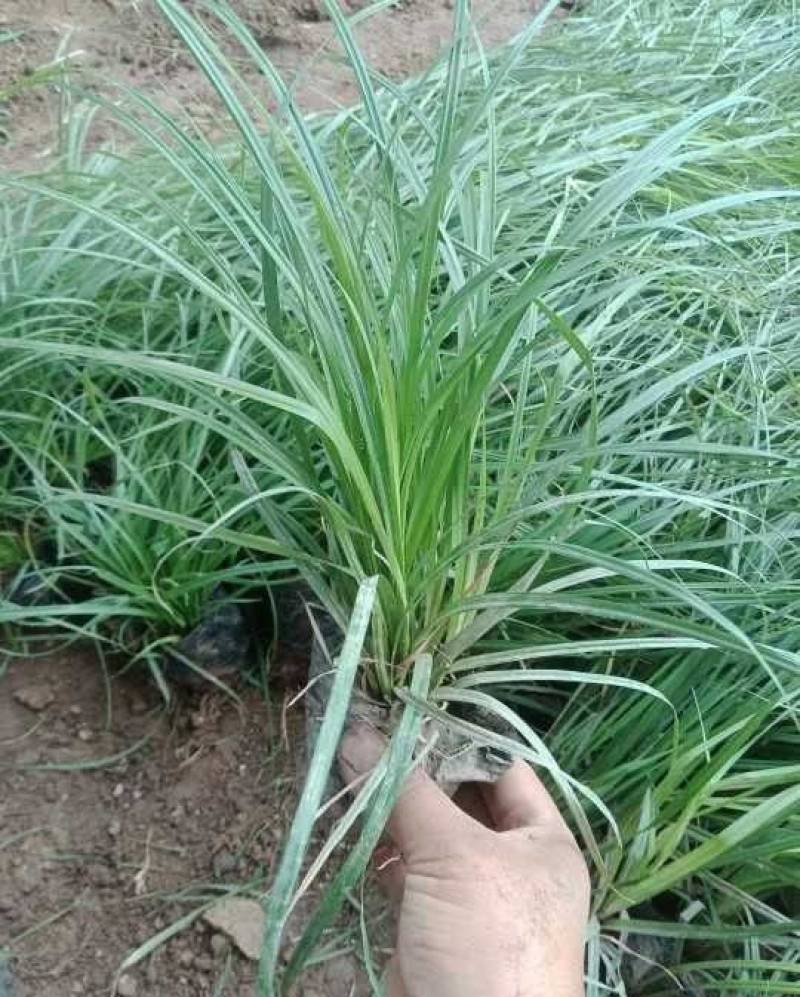 青绿苔草种子林木种籽国产散装四季多年生景观绿化工程观叶种