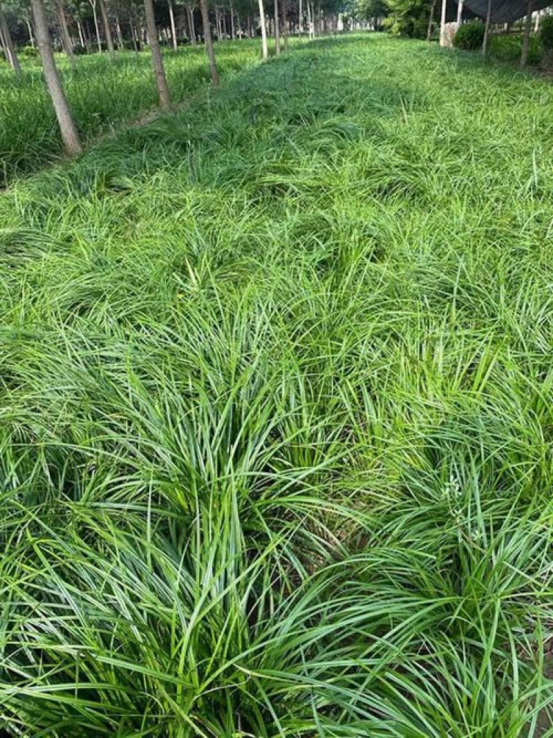 青绿苔草种子林木种籽国产散装四季多年生景观绿化工程观叶种