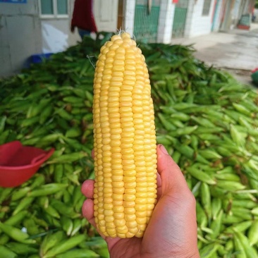 玉米，太阳花玉米