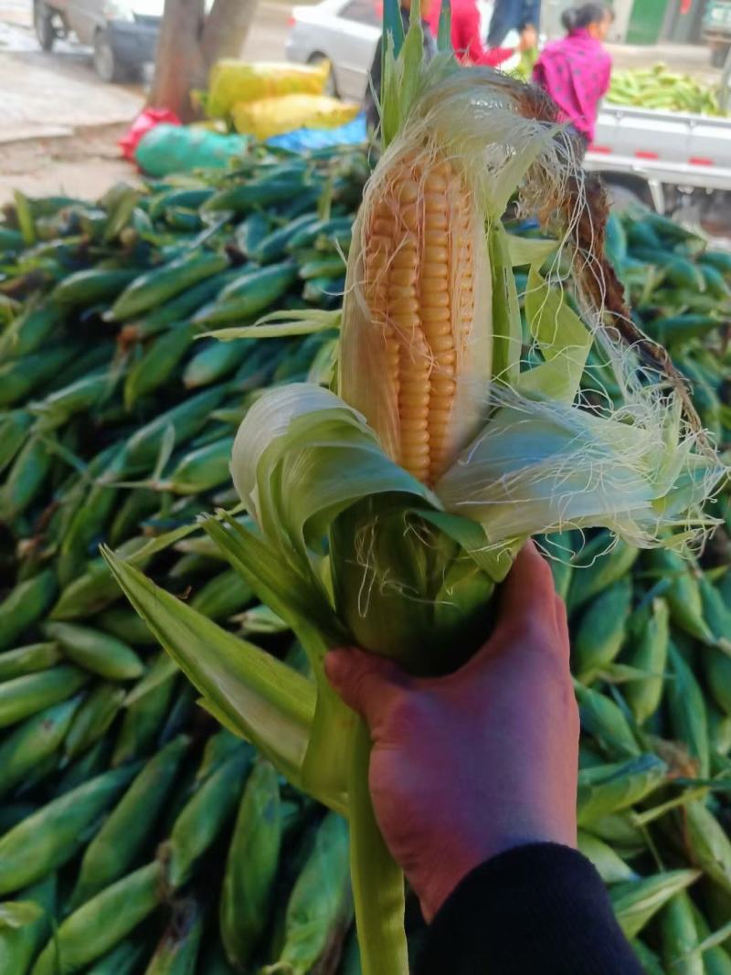 玉米，太阳花玉米