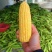 玉米，太阳花玉米