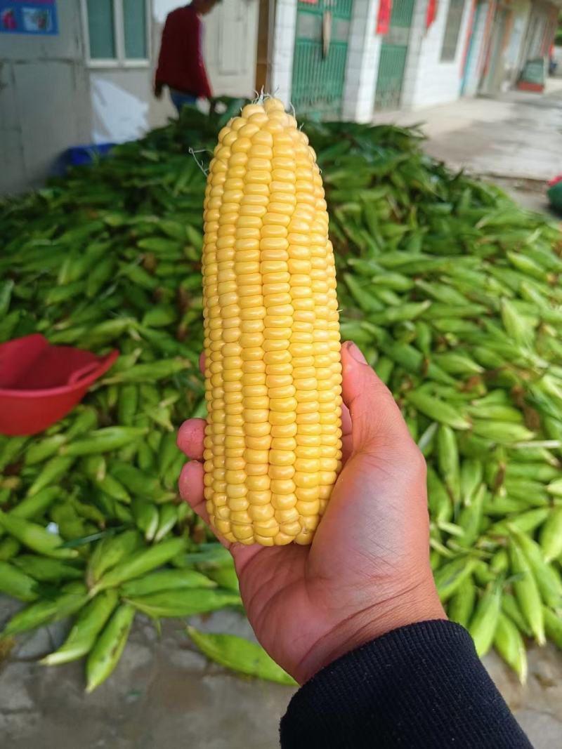 玉米，太阳花玉米