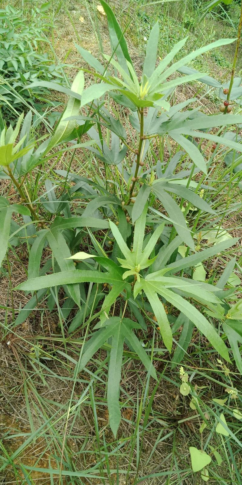 野生五指毛挑，生长多年的老根，自然晾晒无硫切段