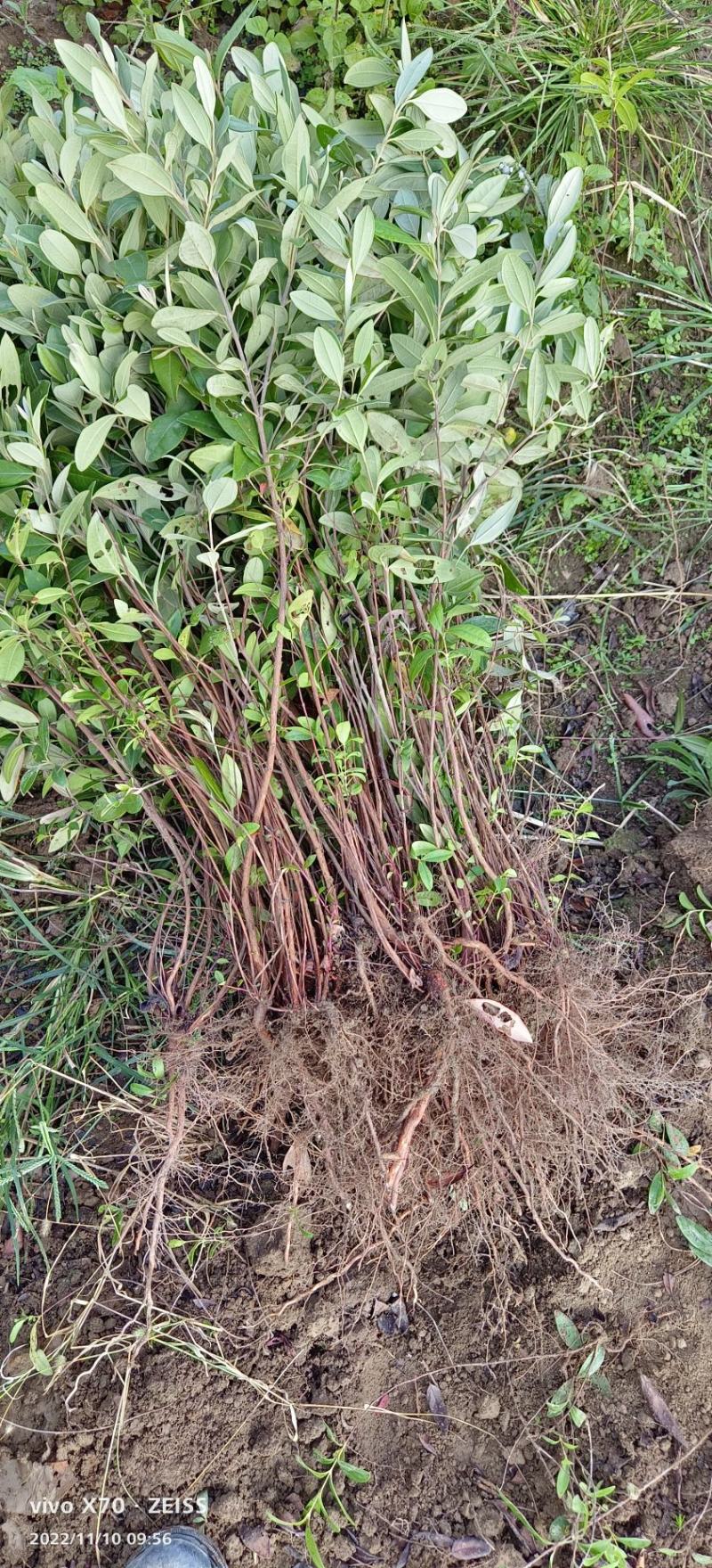 桃金娘苗山稔子苗山菍苗豆稔苗有分枝适合做盆景包邮