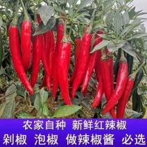 新鲜美人椒大红辣椒，量大从优长期供货西双版纳发货