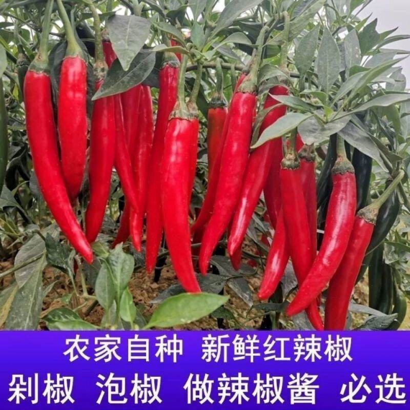 新鲜美人椒大红辣椒，量大从优长期供货西双版纳发货