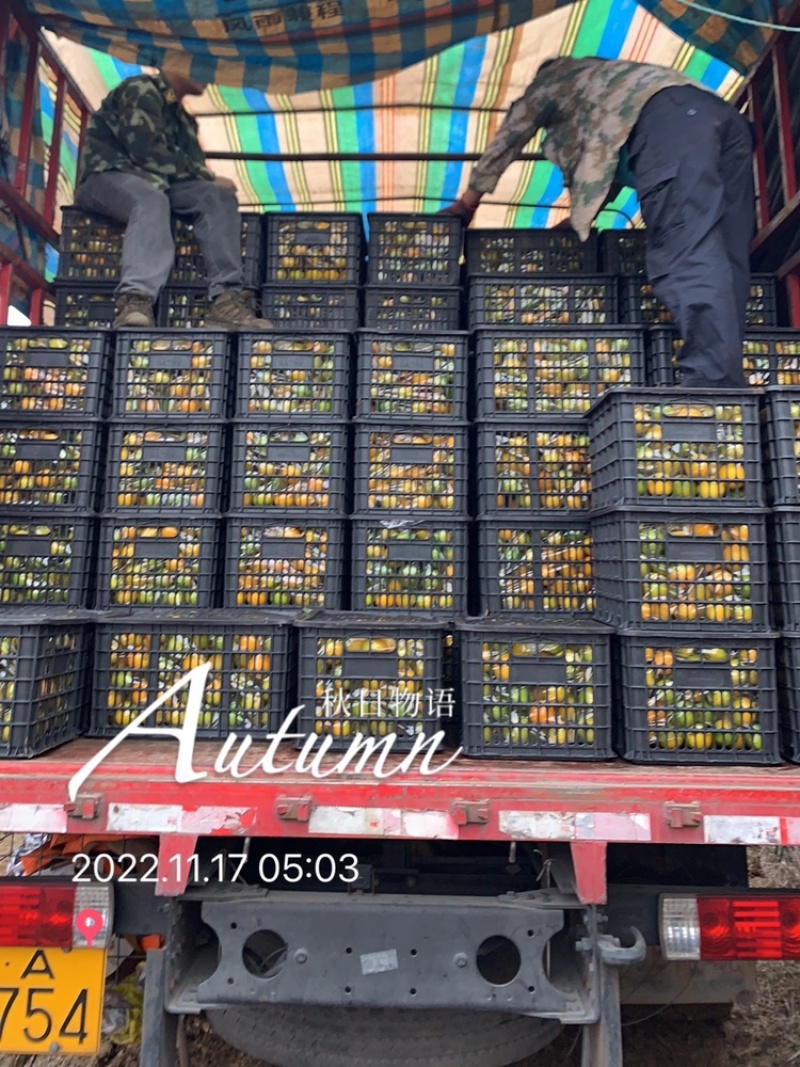 广西红江橙大量货源电商50.55.60起，货充足