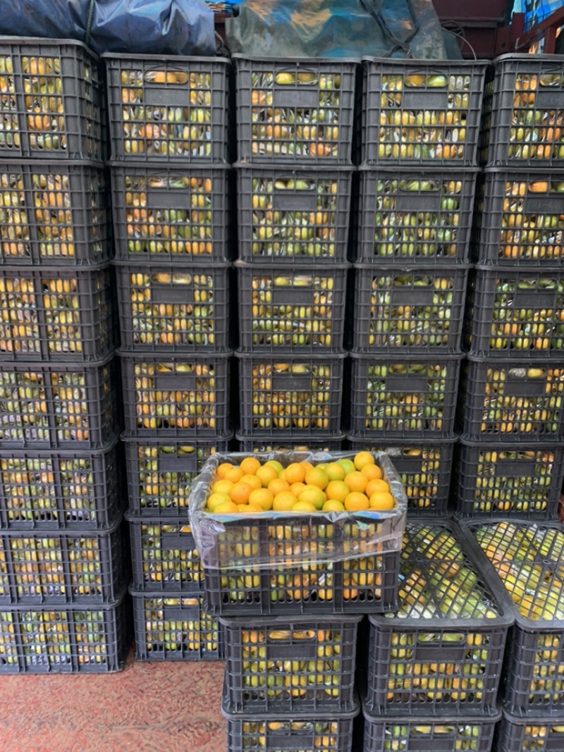 广西红江橙大量货源电商50.55.60起，货充足