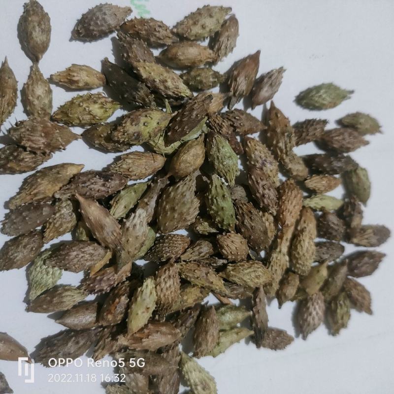 苍耳子产地大货严于品质地道药材实物拍摄祥泰药材栈