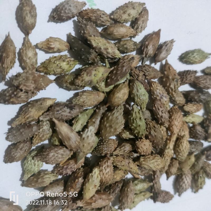 苍耳子产地大货严于品质地道药材实物拍摄祥泰药材栈
