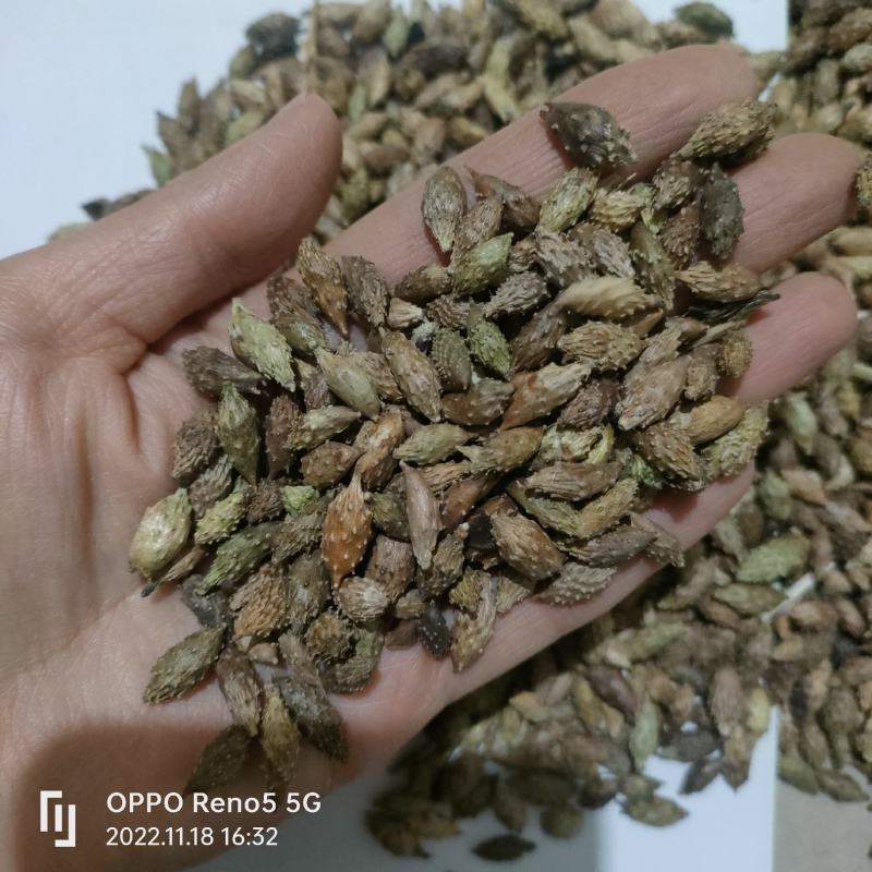 苍耳子产地大货严于品质地道药材实物拍摄祥泰药材栈
