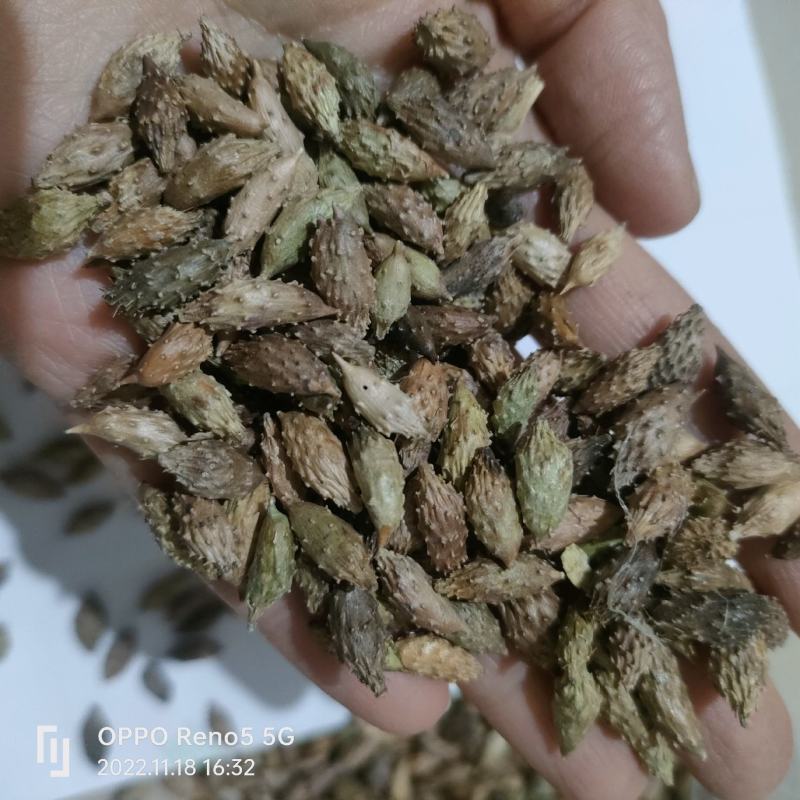 苍耳子产地大货严于品质地道药材实物拍摄祥泰药材栈