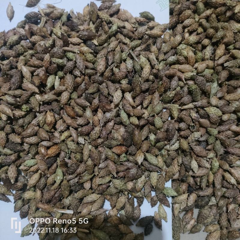 苍耳子产地大货严于品质地道药材实物拍摄祥泰药材栈
