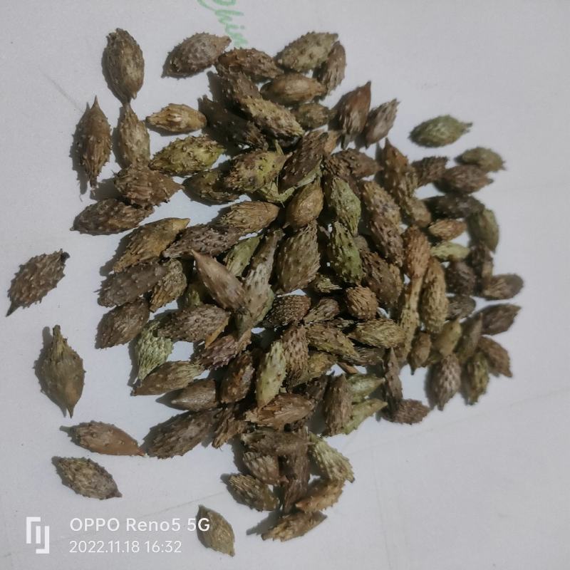 苍耳子产地大货严于品质地道药材实物拍摄祥泰药材栈