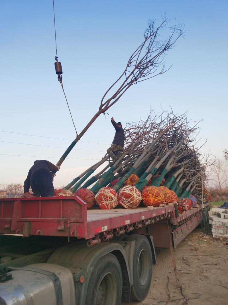 供应栾树，各种规格都有8-15公分黄山栾树南栾，量大价低