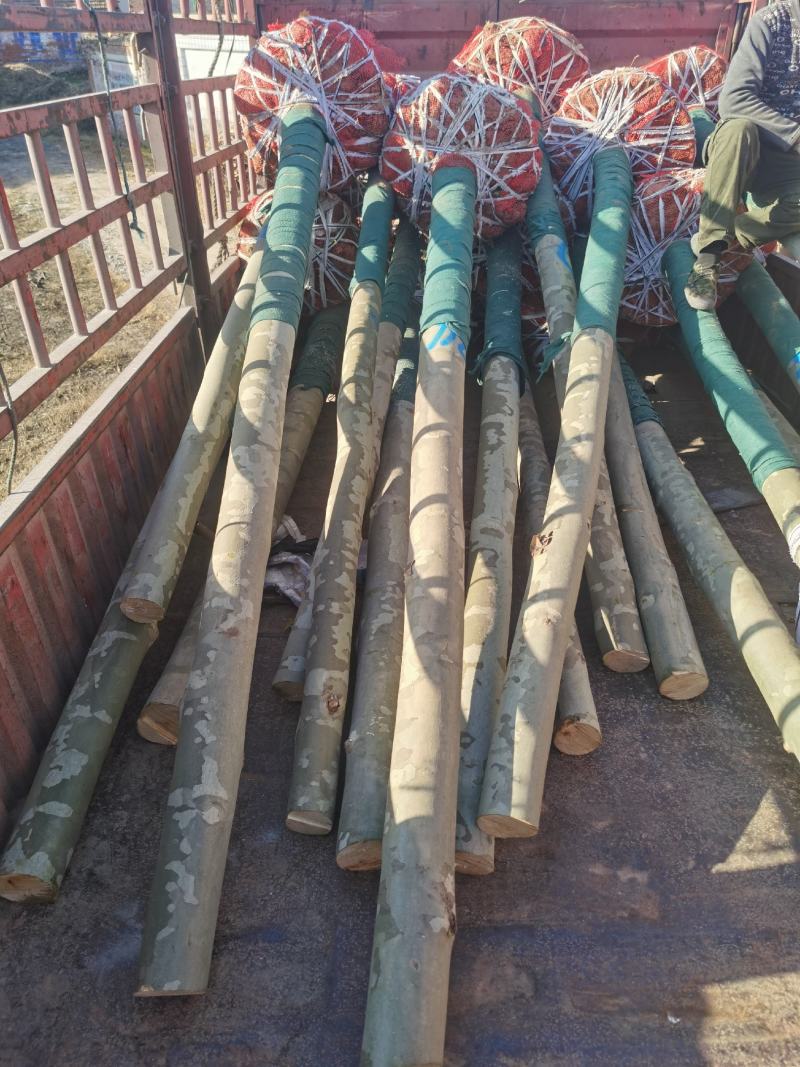 供应法桐各种规格都有8-20公分截头发帽原生冠，河南基地