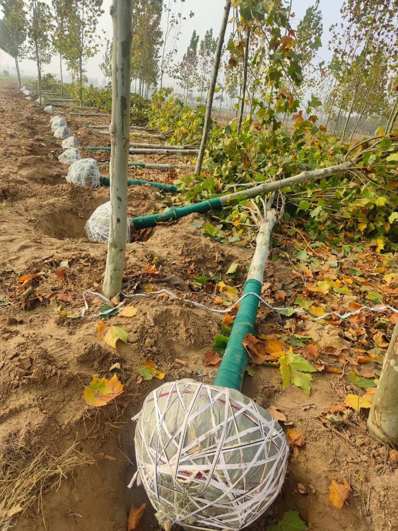 供应法桐各种规格都有8-20公分截头发帽原生冠，河南基地