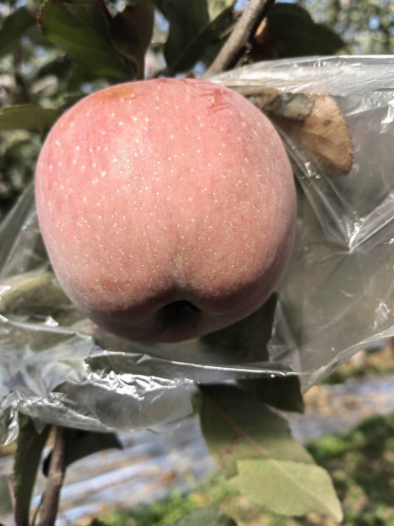 75起步